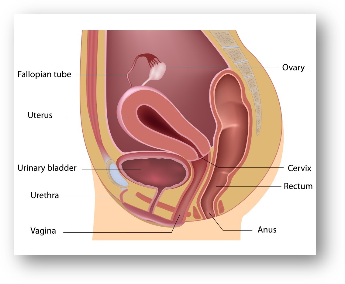 Querschnitt durch das weibliche Becken.